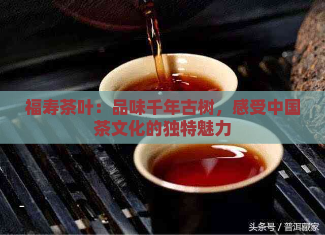 福寿茶叶：品味千年古树，感受中国茶文化的独特魅力