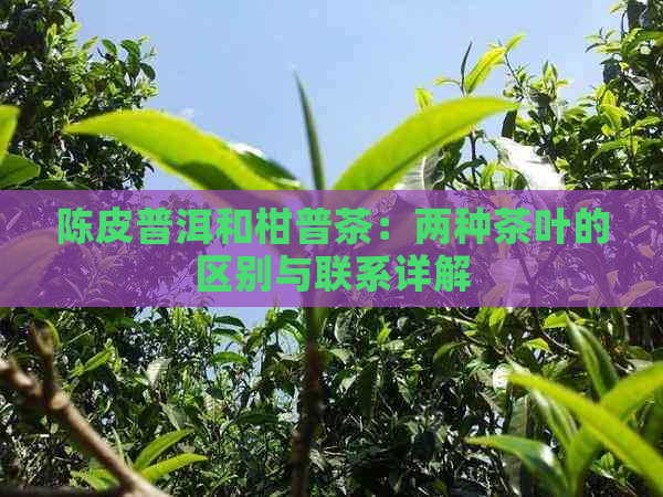 陈皮普洱和柑普茶：两种茶叶的区别与联系详解