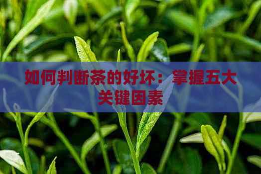 如何判断茶的好坏：掌握五大关键因素