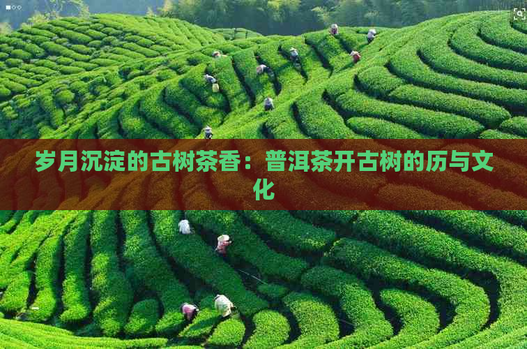 岁月沉淀的古树茶香：普洱茶开古树的历与文化