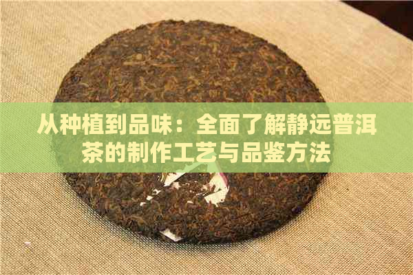 从种植到品味：全面了解静远普洱茶的制作工艺与品鉴方法