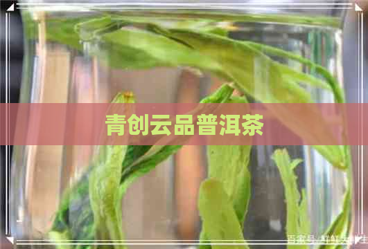 青创云品普洱茶