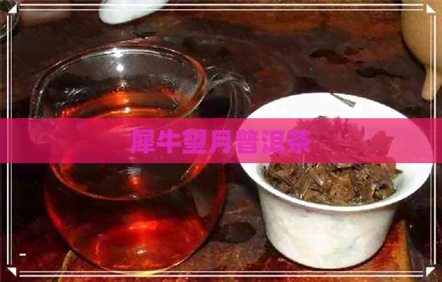 犀牛望月普洱茶