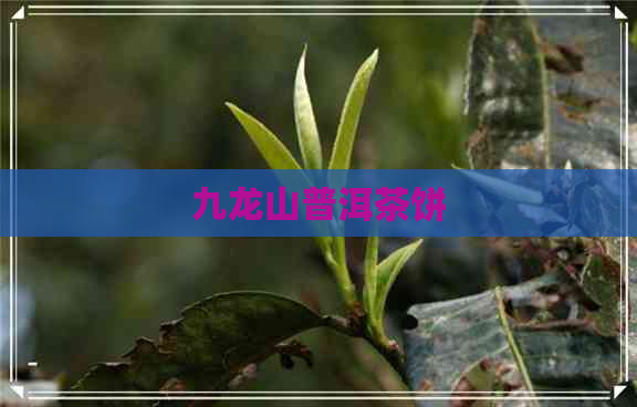 九龙山普洱茶饼