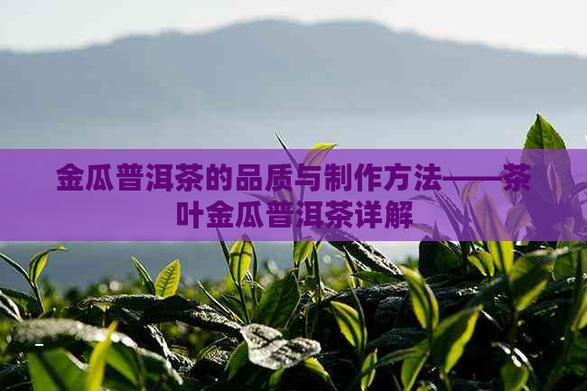 金瓜普洱茶的品质与制作方法——茶叶金瓜普洱茶详解