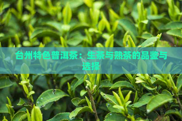 台州特色普洱茶：生茶与熟茶的品鉴与选择