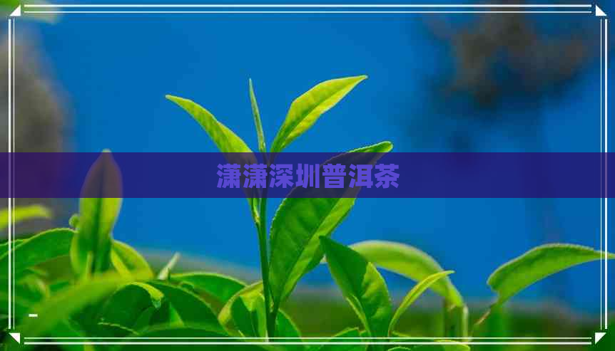 潇潇深圳普洱茶