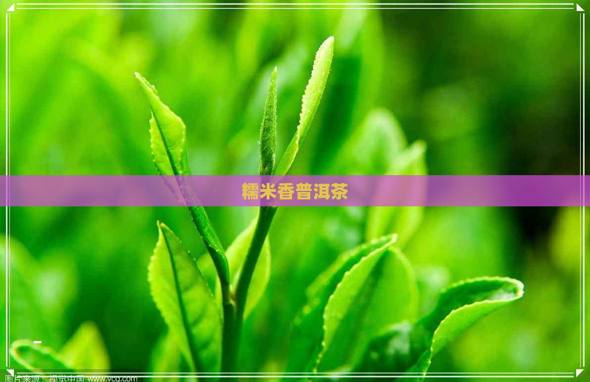 糯米香普洱茶