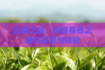 云南之旅：穿越茶香之城的探索与体验