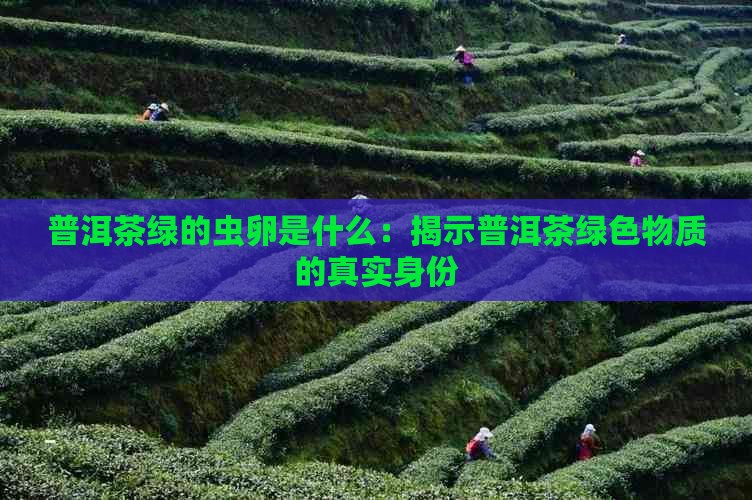 普洱茶绿的虫卵是什么：揭示普洱茶绿色物质的真实身份