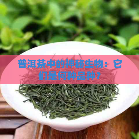 普洱茶中的神秘生物：它们是何种品种？