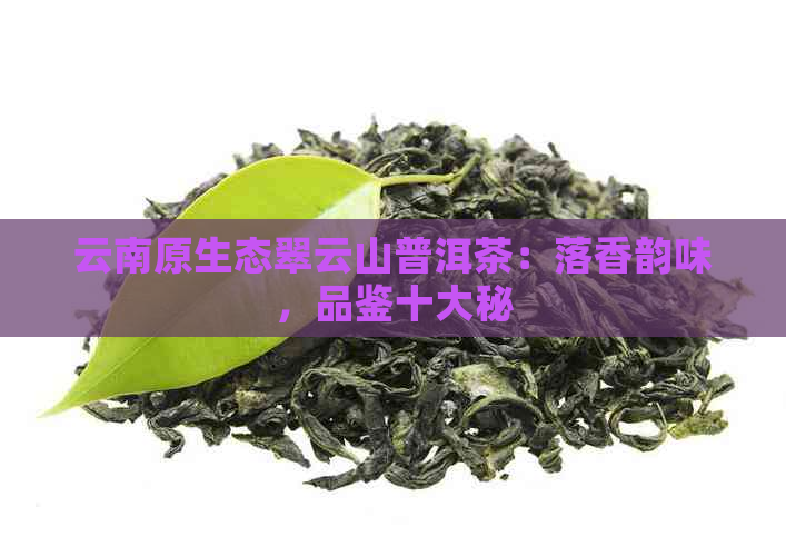 云南原生态翠云山普洱茶：落香韵味，品鉴十大秘