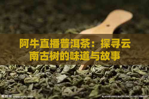 阿牛直播普洱茶：探寻云南古树的味道与故事