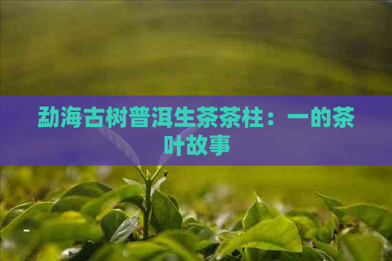 勐海古树普洱生茶茶柱：一的茶叶故事