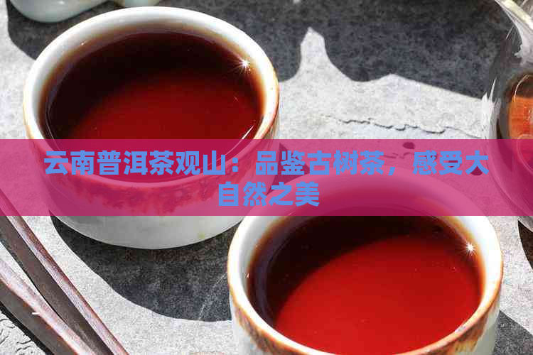 云南普洱茶观山：品鉴古树茶，感受大自然之美