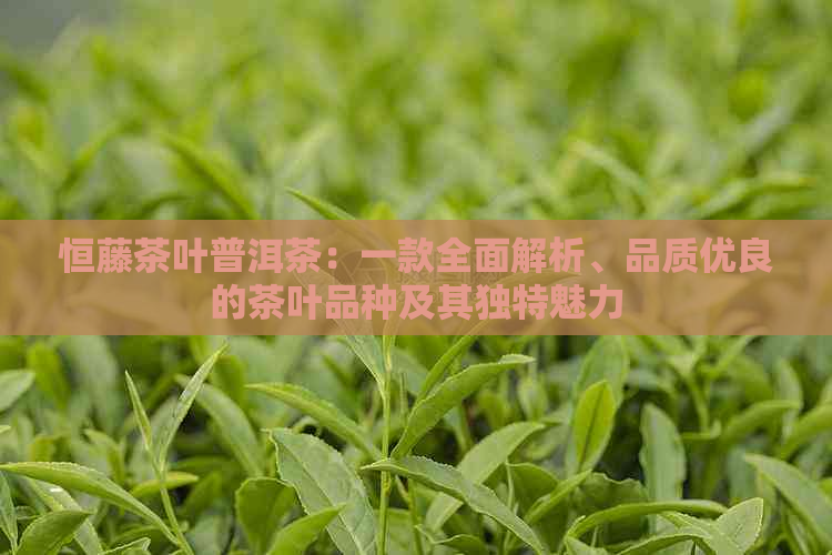 恒藤茶叶普洱茶：一款全面解析、品质优良的茶叶品种及其独特魅力