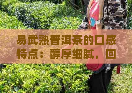 易武熟普洱茶的口感特点：醇厚细腻，回生津，具有独特的陈香和甜润。