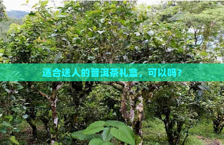 适合送人的普洱茶礼盒，可以吗？