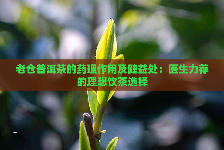 老仓普洱茶的药理作用及健益处：医生力荐的理想饮茶选择