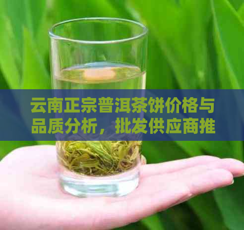 云南正宗普洱茶饼价格与品质分析，批发供应商推荐