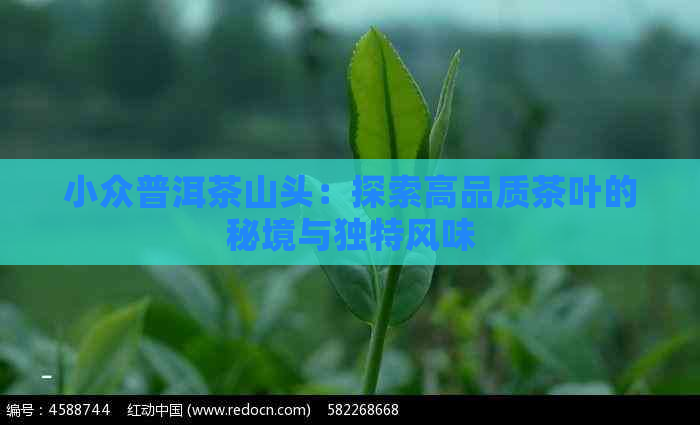 小众普洱茶山头：探索高品质茶叶的秘境与独特风味