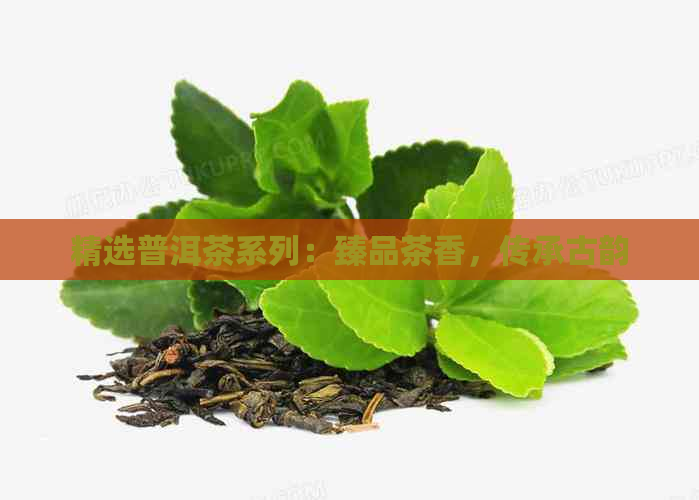 精选普洱茶系列：臻品茶香，传承古韵