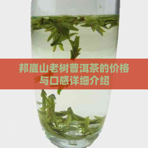 邦崴山老树普洱茶的价格与口感详细介绍