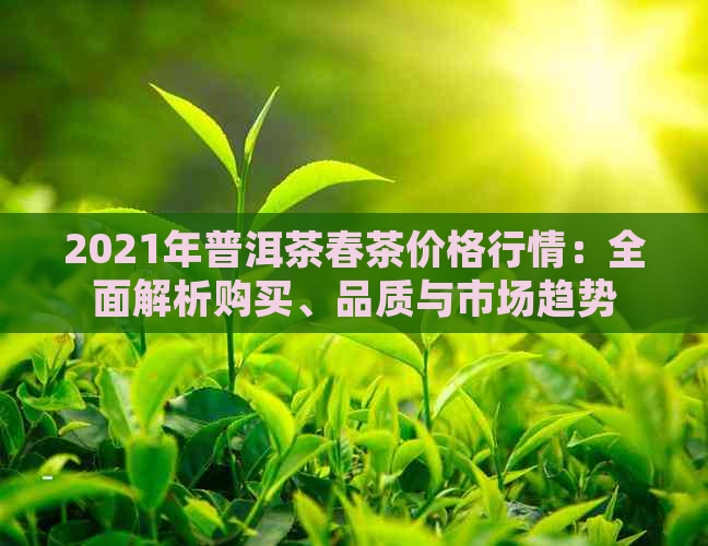 2021年普洱茶春茶价格行情：全面解析购买、品质与市场趋势