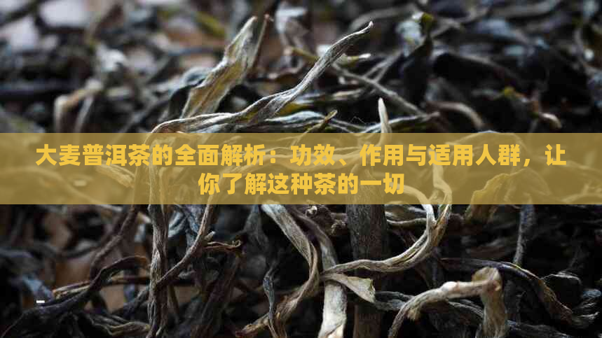 大麦普洱茶的全面解析：功效、作用与适用人群，让你了解这种茶的一切