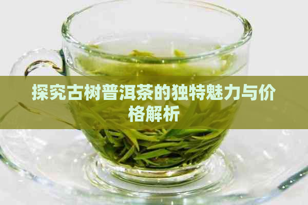 探究古树普洱茶的独特魅力与价格解析