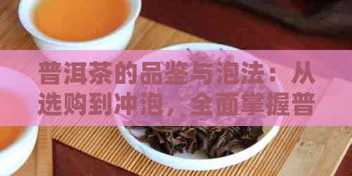 普洱茶的品鉴与泡法：从选购到冲泡，全面掌握普洱茶的正确方法