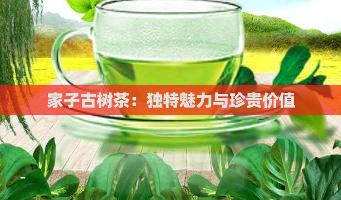 家子古树茶：独特魅力与珍贵价值