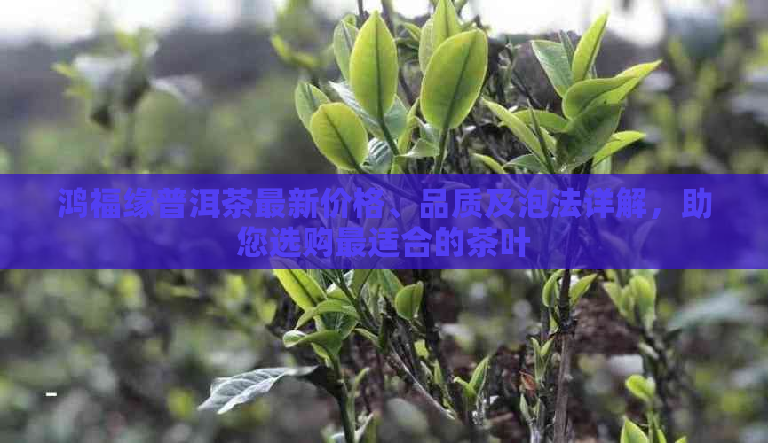 鸿福缘普洱茶最新价格、品质及泡法详解，助您选购最适合的茶叶