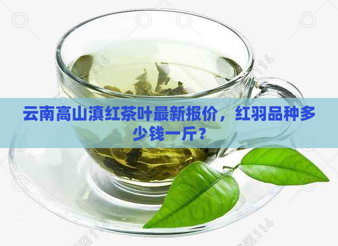 云南高山滇红茶叶最新报价，红羽品种多少钱一斤？