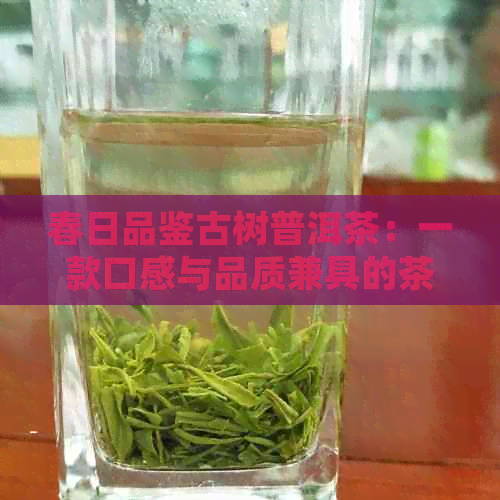 春日品鉴古树普洱茶：一款口感与品质兼具的茶叶体验