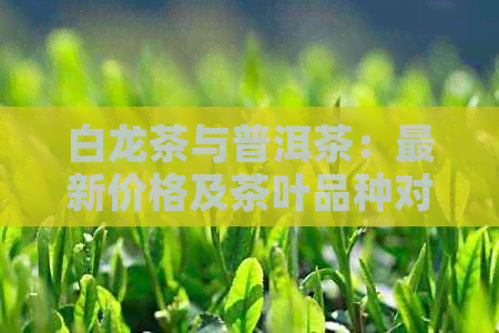 白龙茶与普洱茶：最新价格及茶叶品种对比分析