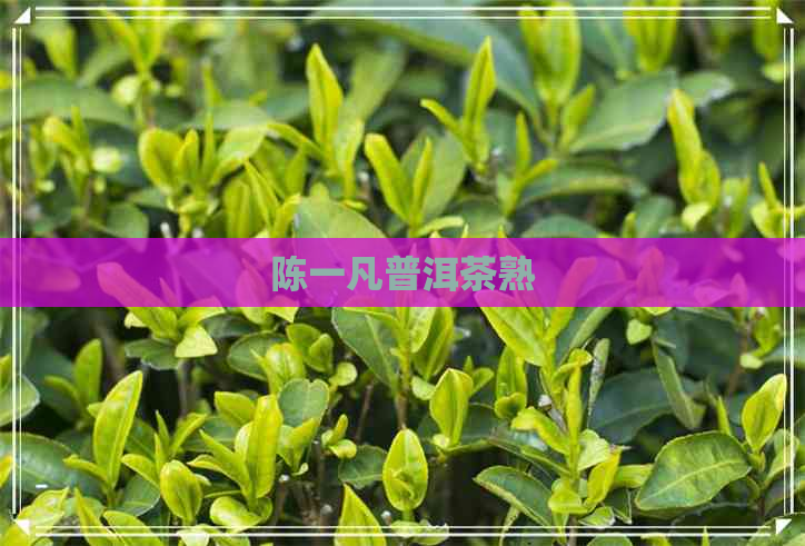 陈一凡普洱茶熟