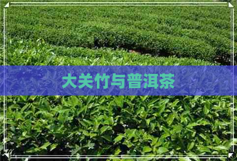 大关竹与普洱茶