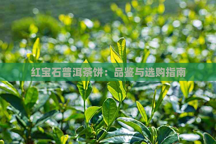 红宝石普洱茶饼：品鉴与选购指南