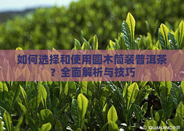 如何选择和使用圆木筒装普洱茶？全面解析与技巧