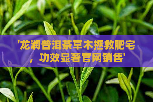 '龙润普洱茶草木拯救肥宅，功效显著官网销售'