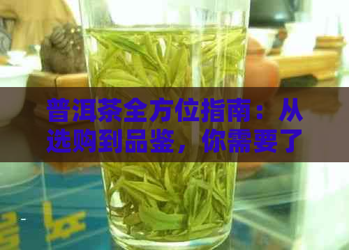 普洱茶全方位指南：从选购到品鉴，你需要了解的一切！