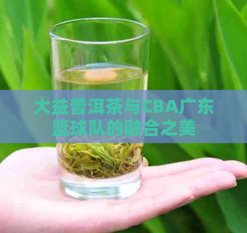 大益普洱茶与CBA广东篮球队的融合之美