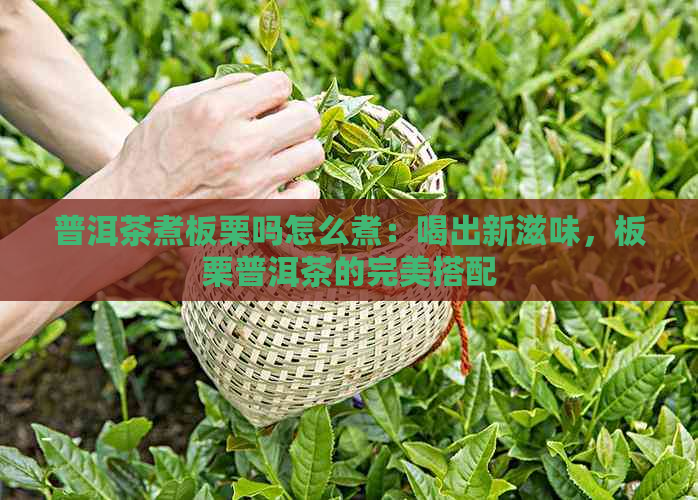 普洱茶煮板栗吗怎么煮：喝出新滋味，板栗普洱茶的完美搭配