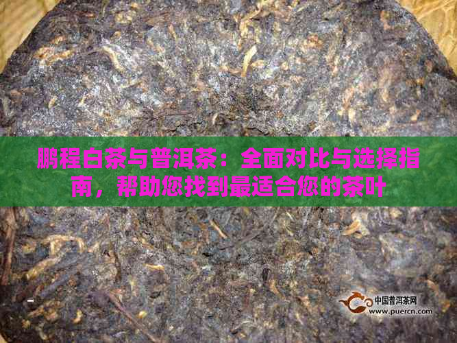 鹏程白茶与普洱茶：全面对比与选择指南，帮助您找到最适合您的茶叶