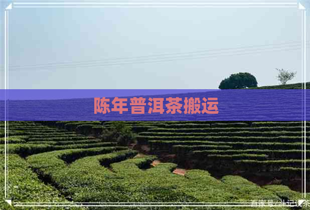 陈年普洱茶搬运