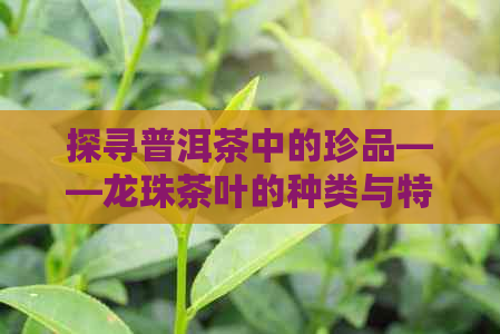 探寻普洱茶中的珍品——龙珠茶叶的种类与特色