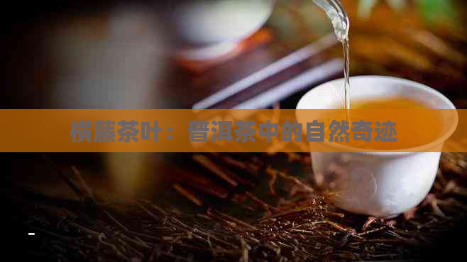 横藤茶叶：普洱茶中的自然奇迹