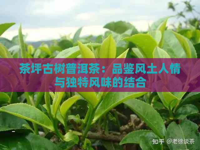 茶坪古树普洱茶：品鉴风土人情与独特风味的结合