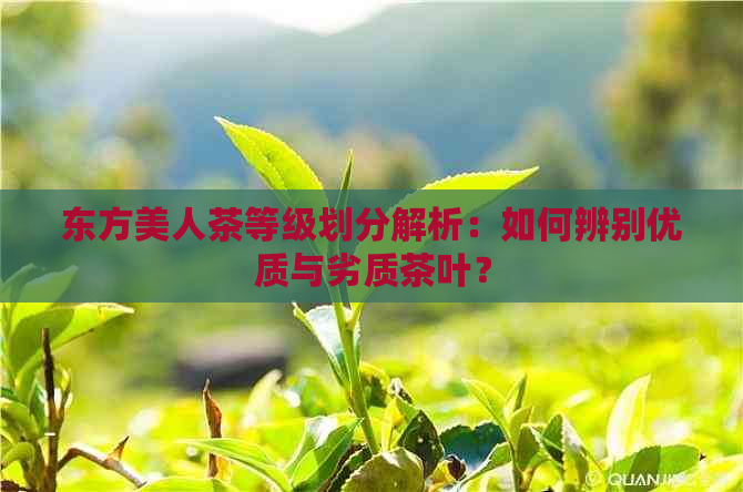 东方美人茶等级划分解析：如何辨别优质与劣质茶叶？